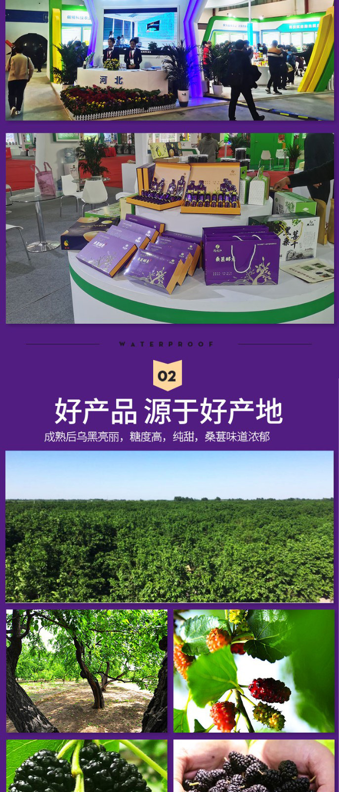 滄運紅紫葚干紅原漿